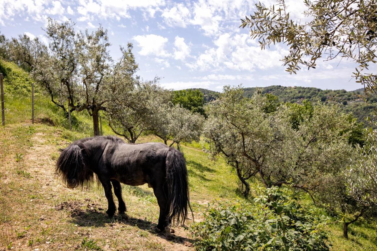 הוילה בטונה Il Poggio Degli Olivi מראה חיצוני תמונה